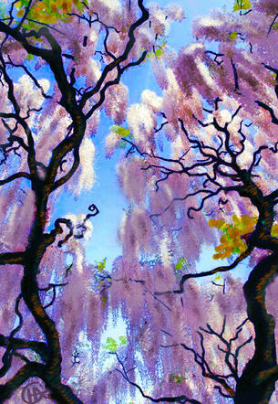 Hoyt Cherry Blossoms by Cha